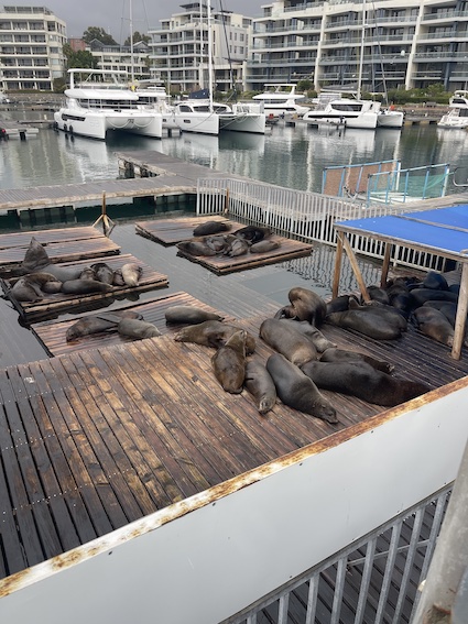 Seals at Waterfront Pontoon