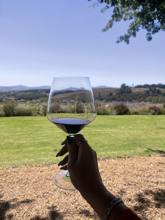 Wine at Alto, Stellenbosch