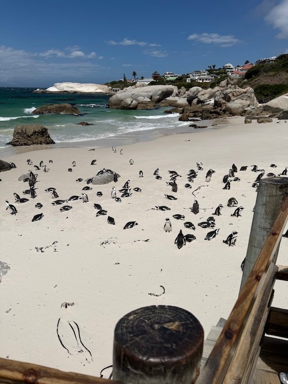 Boulders Beach July