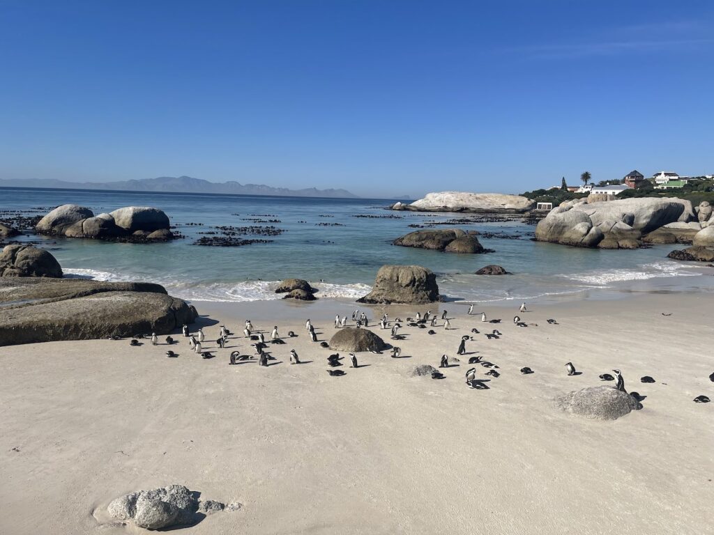 Penguins on Boulders Beach in Cape Town