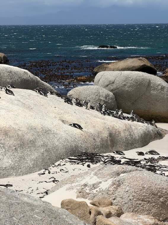 Boulders Beach penguins on a rock
