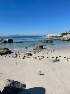 Boulders Beach Penguins Cape Town