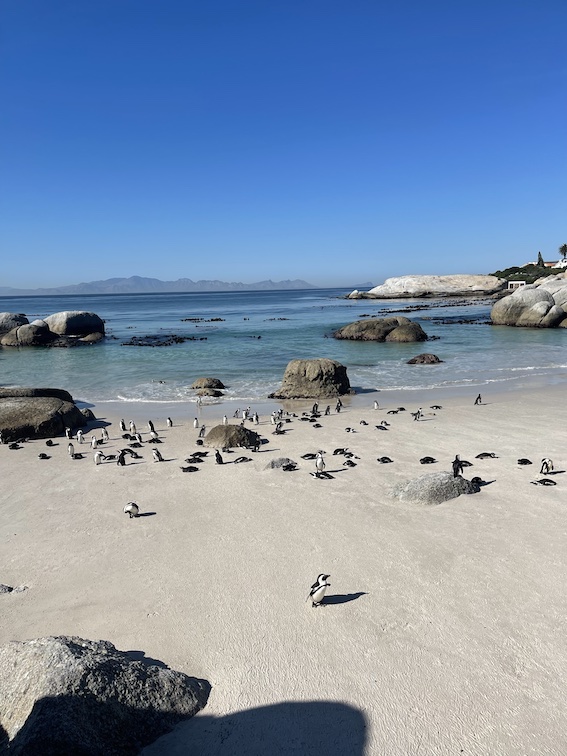 Boulders Beach Penguins Cape Town