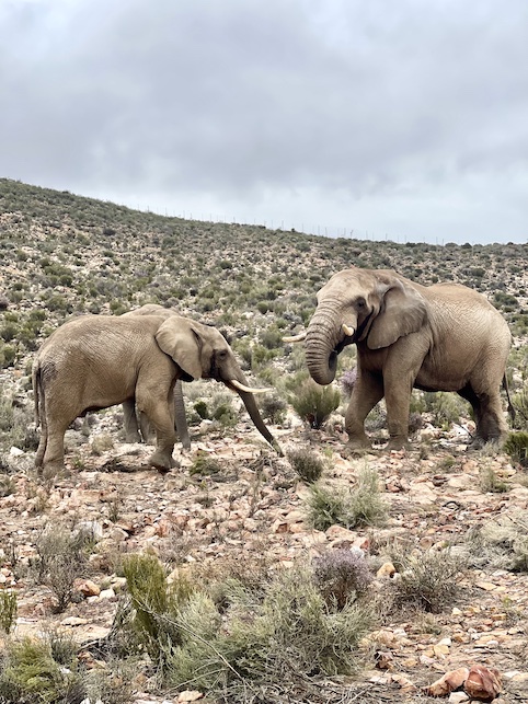 Elephants at Aquila Safari