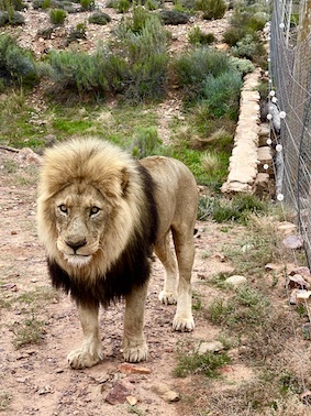 Lion at Aquila Safari