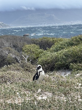 Penguin in Cape Town
