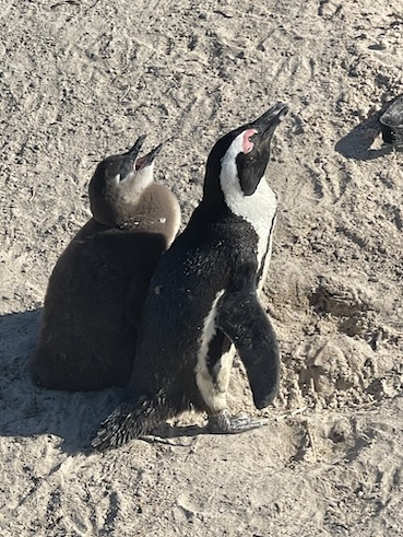 Penguins at Boulders Beach close up