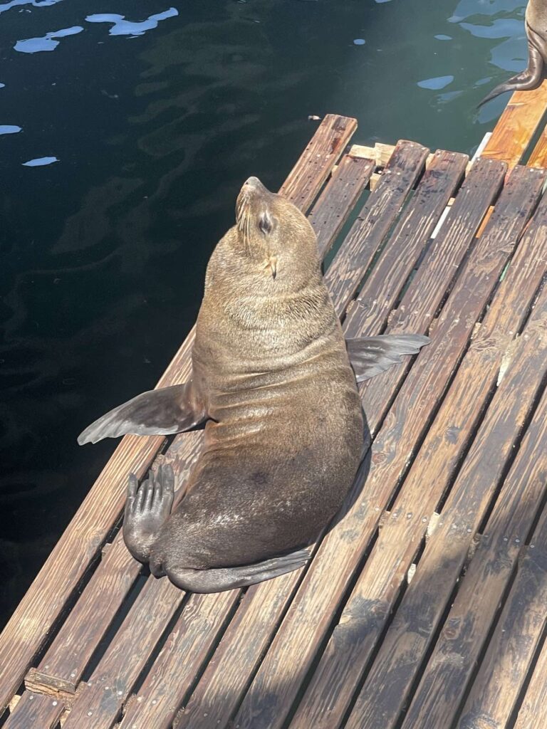 Seal at V&A Waterfront