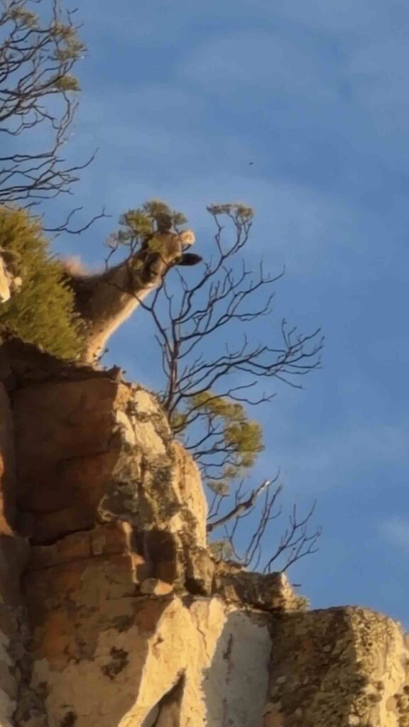 A tahr at Kloof Corner, Cape Town