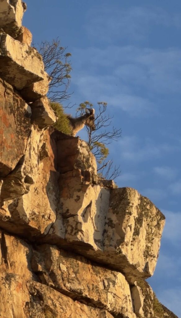 A tahr at Kloof Corner, Cape Town