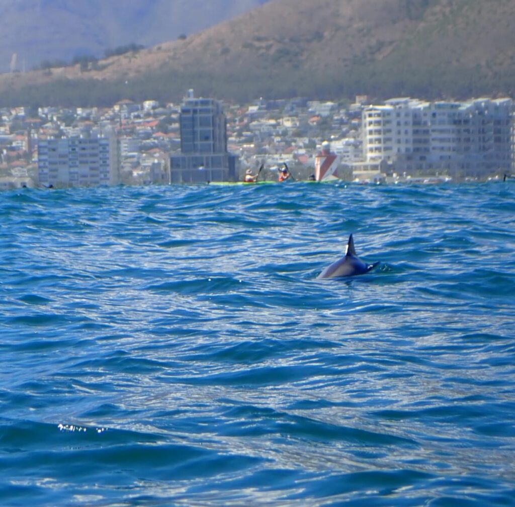 Dolphin fin from kayak