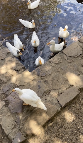 Ducks at Groot Constantia