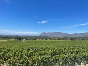 View from Groot Constantia