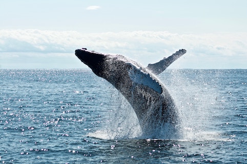 humpback whale