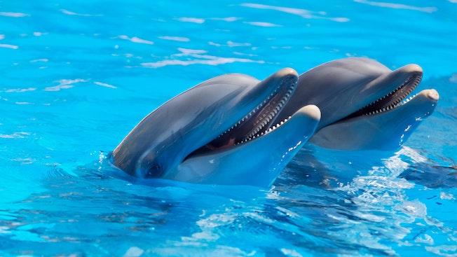 Bottlenose dolphins