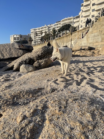 Saunders Rocks beach with a dog
