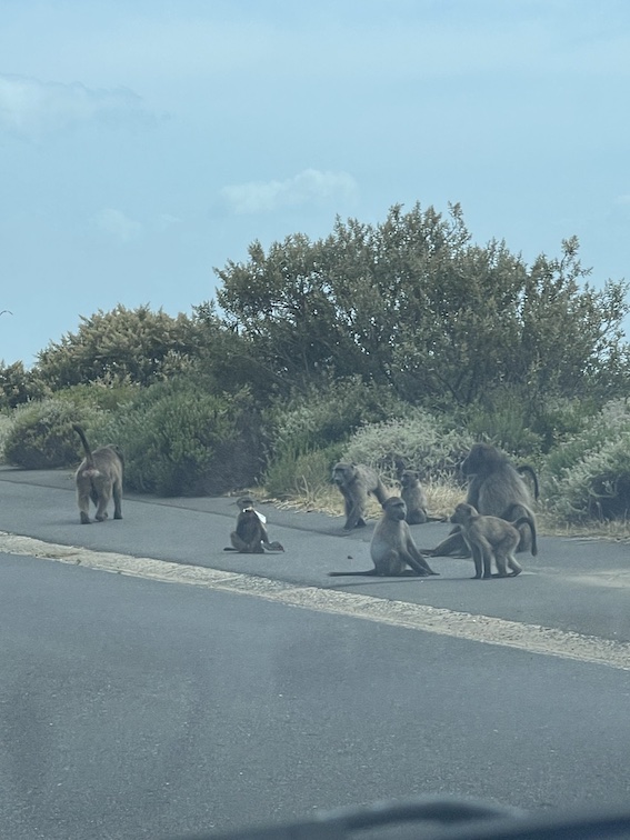 Babboons at Cape Point