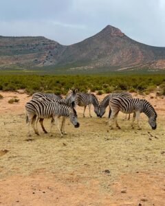 Aquila safari zebras