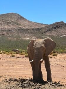Elephant at Aquila