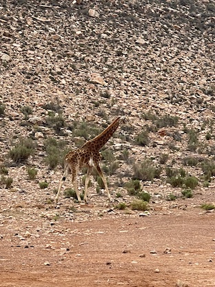 Giraffe at Aquila