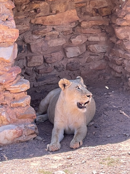 Lioness Aquila Safari