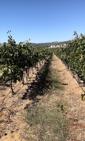 Simonsig vineyards, Stellenbosch