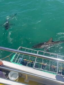 Shark cage diving