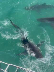 Shark cage diving