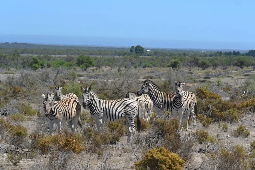 Zebras in Yzerfontein
