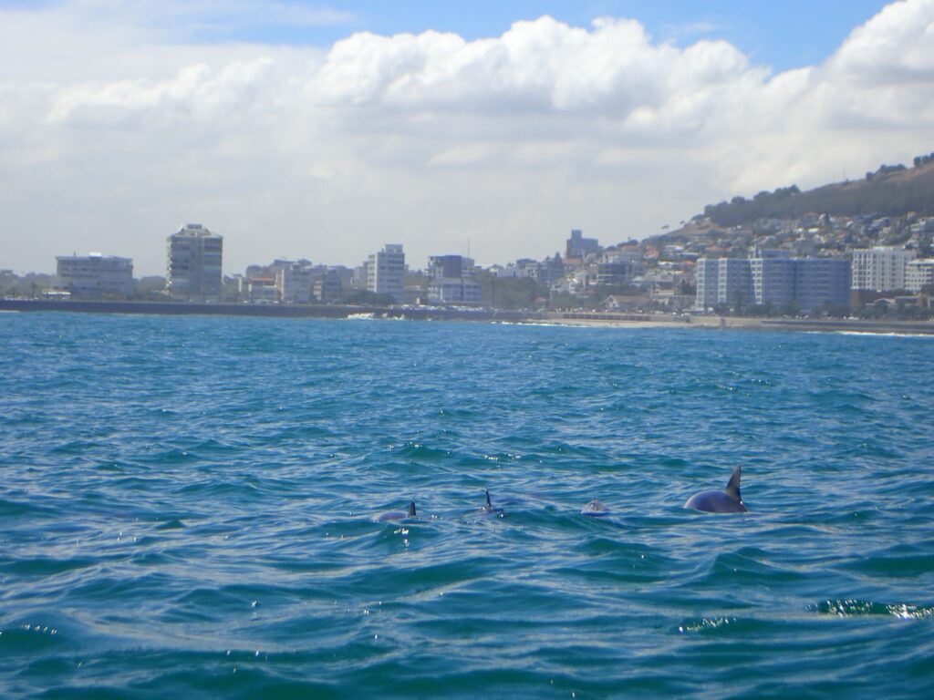 Dolphins in Sea Point