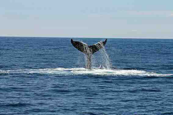 A whale tail in the sea