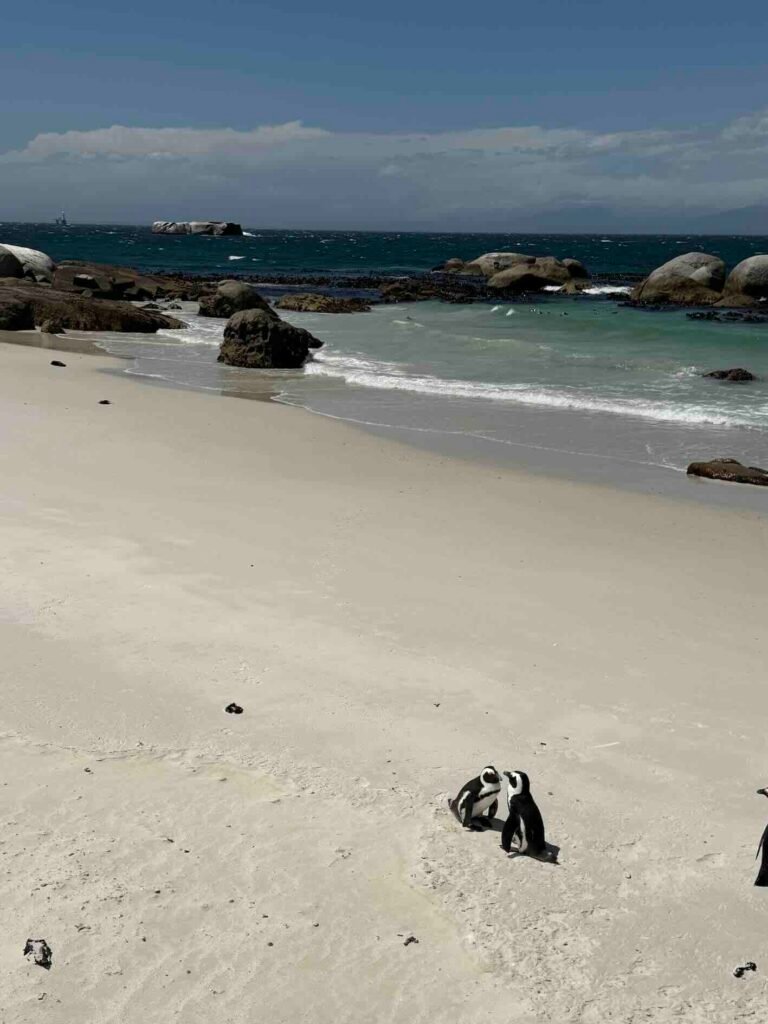 Penguins Boulders kiss