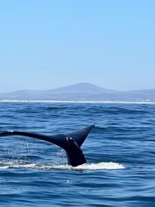 Whale tail marine safari