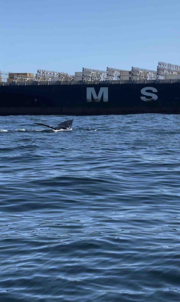 Whale surfacing near the cargo ship on the marine safari