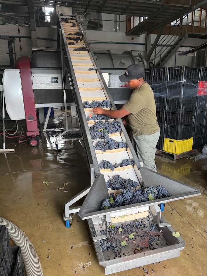 Grapes going into the crusher at Eikendal