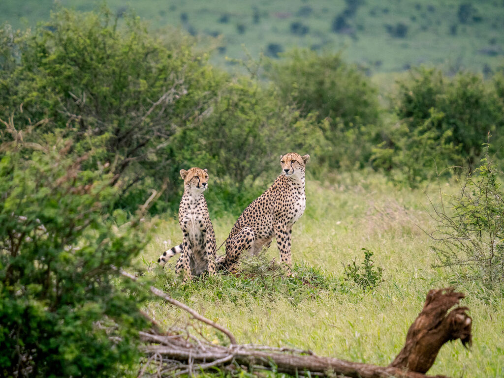 Cheetahs in the Kruger National Park, South Africa