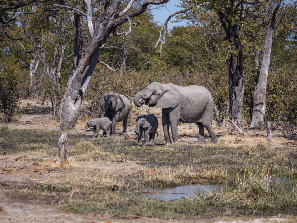 Elephants in Okavango Delta Botswana
