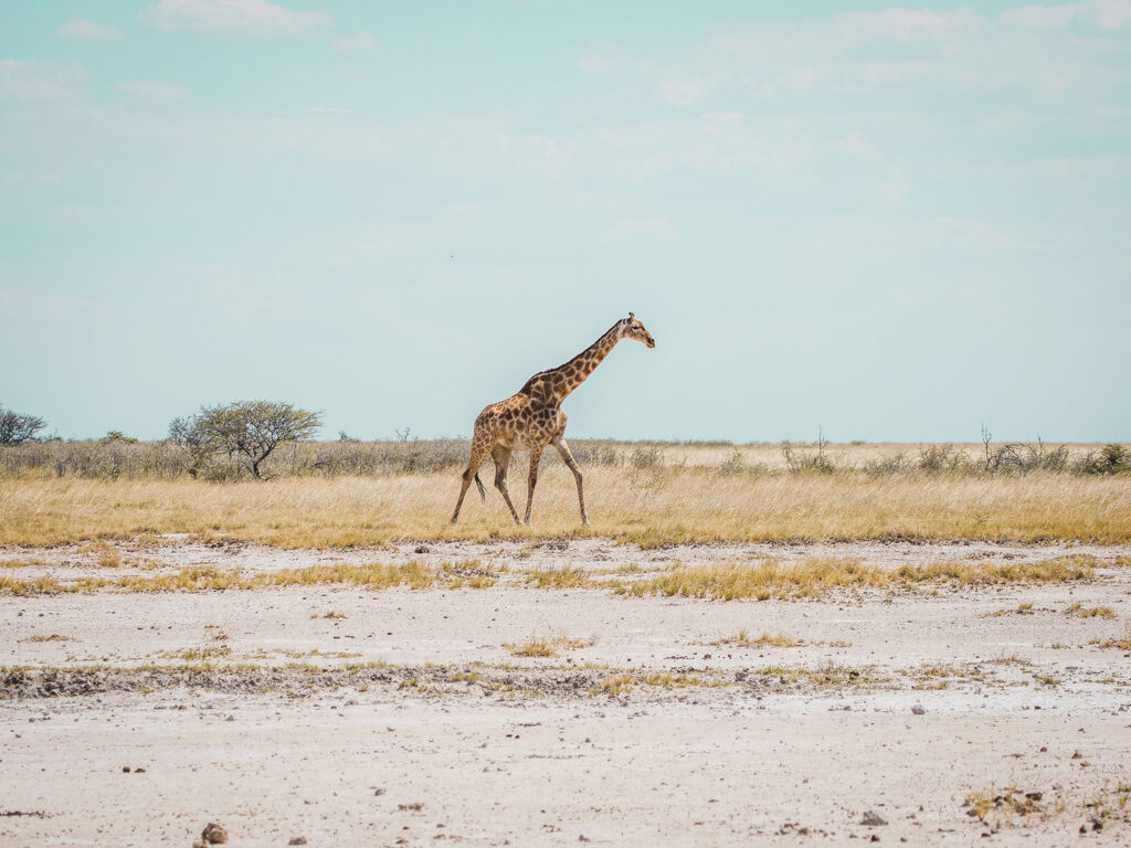 Giraffe at Etosha in Namibia