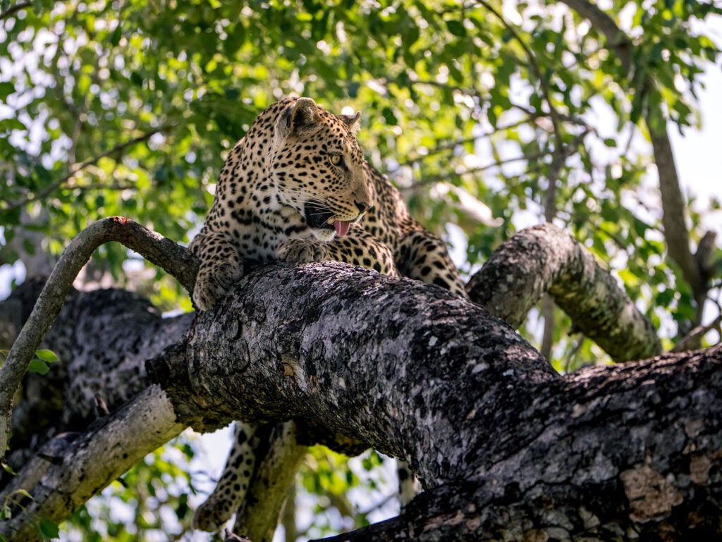 Leopoard at Sabi Sand Game Reserve, South Africa