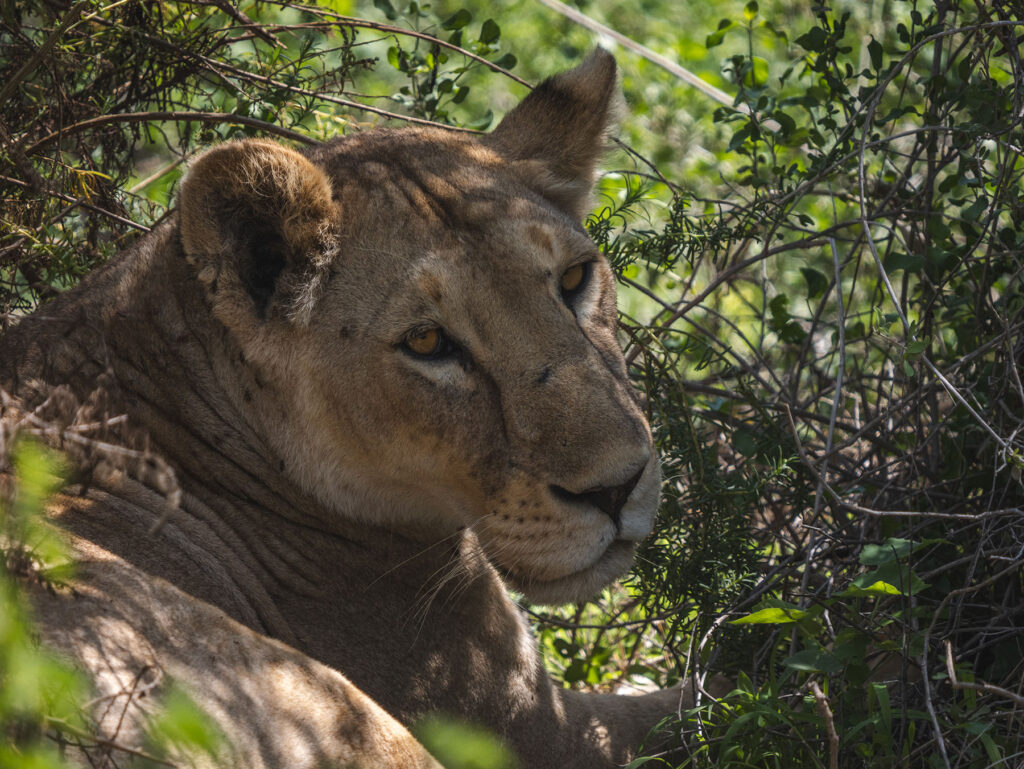 Lion in Hwange, Zimbabwe