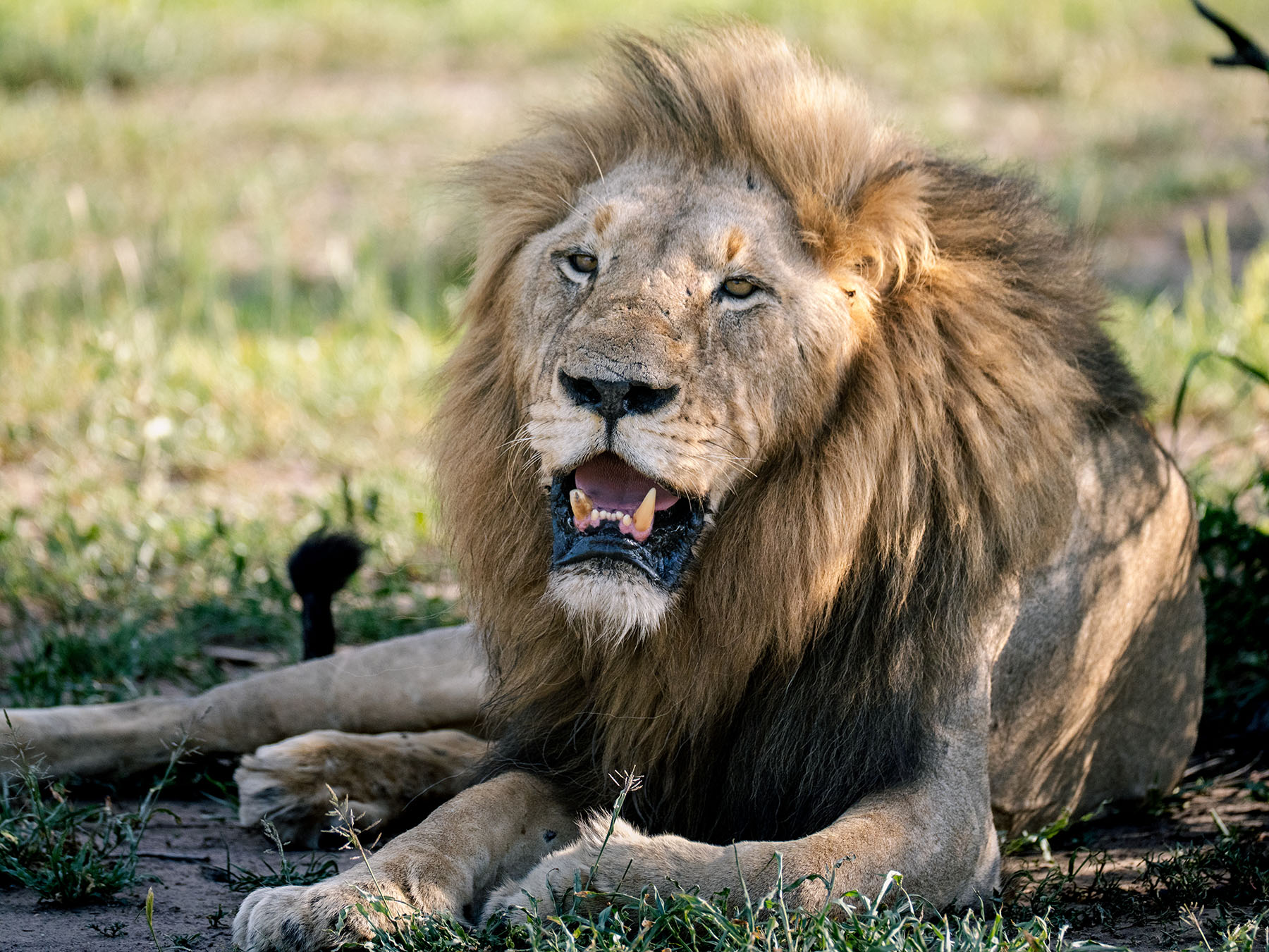 A lion on the Sanbona Wildlife Reserve