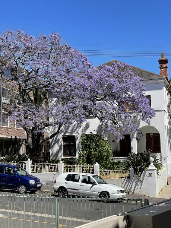 Green Point jacaranda