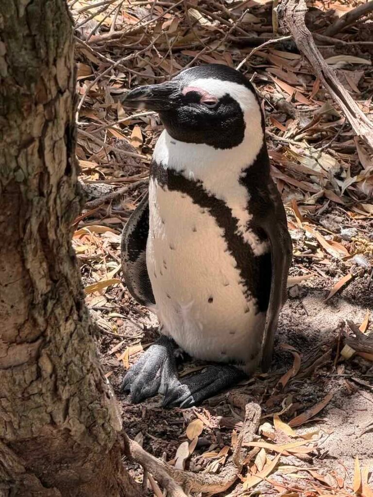 A penguin near Boulders Beach