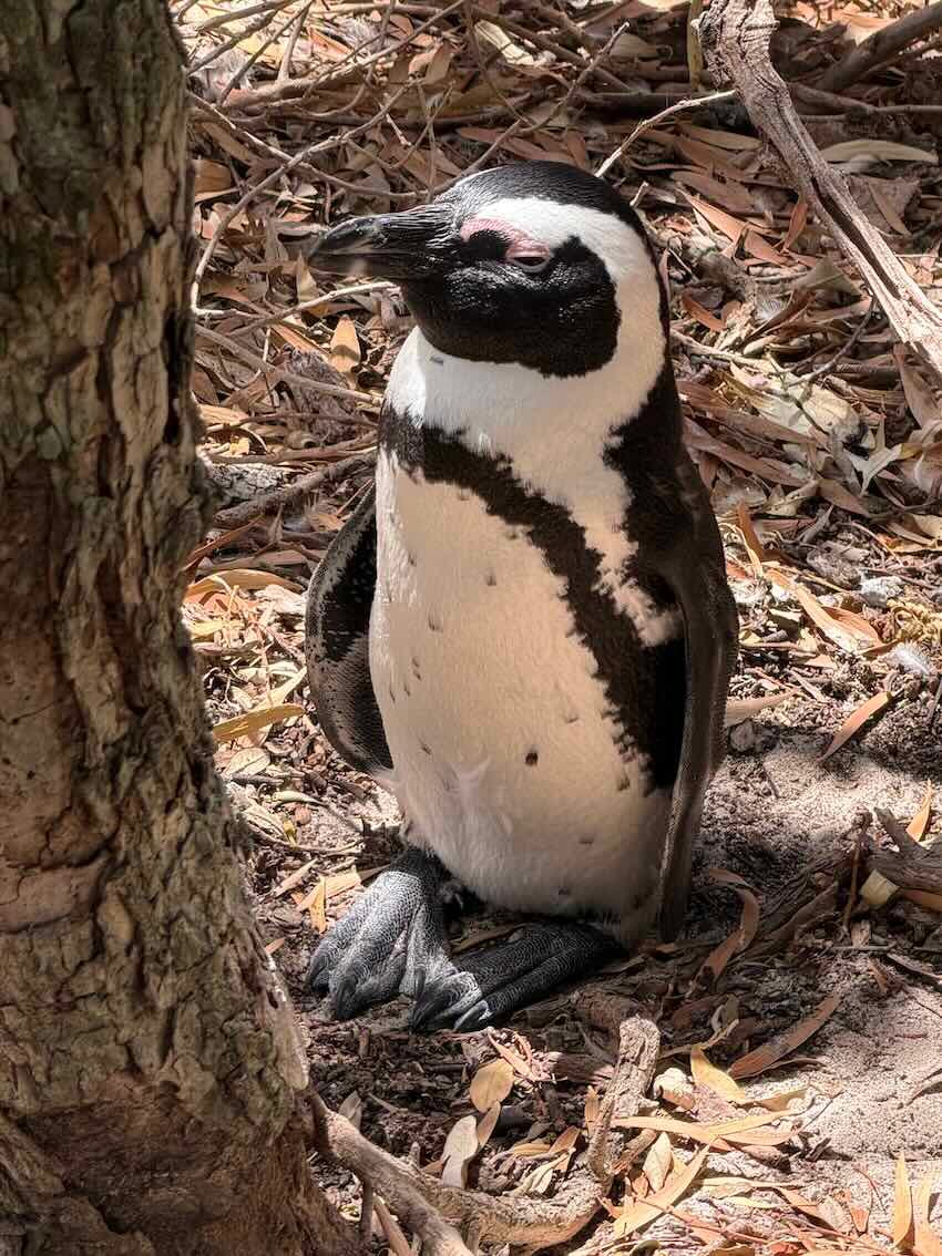 A penguin near Boulders Beach