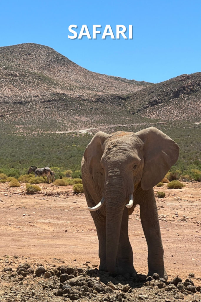 Photo of elephant with white text at the top that reads "SAFARI"